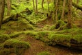 Temperate Rainforest