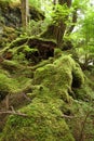 Temperate Rainforest