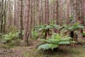 Temperate rainforest Royalty Free Stock Photo