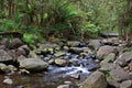 Temperate Rainforest Creek Royalty Free Stock Photo