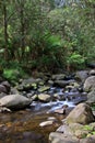 Temperate Rainforest Creek