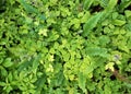 Temperate rainforest groundcover Royalty Free Stock Photo