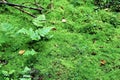 Temperate rainforest groundcover Royalty Free Stock Photo