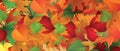  autumn background in orange and yellow green colors