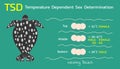 Temperature Dependent Sex Determination (TSD) of sea turtles Royalty Free Stock Photo