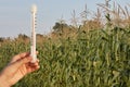 Temperature measured on outdoor thermometer against green corn background. Good weather conditions for growing plants during summe