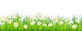 Template background Spring field of flowers of daisies and green juicy grass, meadow, blue sky, white clouds. Vector Royalty Free Stock Photo