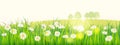 Template background Spring field of flowers of daisies and green juicy grass, meadow, blue sky, white clouds. Vector Royalty Free Stock Photo