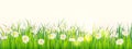 Template background Spring field of flowers of daisies and green juicy grass, meadow, blue sky, white clouds. Vector Royalty Free Stock Photo