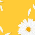 Template banner with realistic chamomile