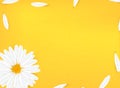 Template banner with realistic chamomile