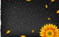 Template banner with vector yellow sunflower on drywall texture Royalty Free Stock Photo