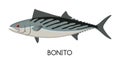 Bonito Fish. Commercial Fish species.