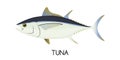 Tuna. Commercial Fish species. Colored Vector Royalty Free Stock Photo