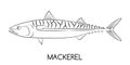 Mackerel. Commercial Fish species.