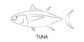 Tuna. Commercial Fish species. Royalty Free Stock Photo