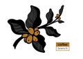 Template of color branch of coffee tree with leaves and natural coffee beans. Vector illustration