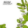 Template for design with boldo plant