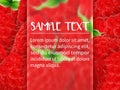template for design with frame for text. red ripe raspberries