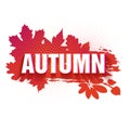 Template for the design of a horizontal banner for the autumn season. Sign with text fall on a red background with a Royalty Free Stock Photo