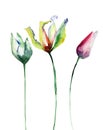 Template for greeting card Three Tulips flowers Royalty Free Stock Photo