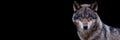 Template of a grey wolf with a black background Royalty Free Stock Photo