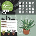 Template for indoor plant Agave. Tipical flowers grown at home and office