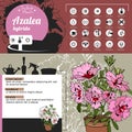 Template for indoor plant Azalea. Tipical flowers grown at home and office