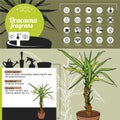 Template for indoor plant Dracaena. Tipical flowers grown at home and office