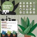 Template for indoor plant Gasteria. Tipical flowers grown at home and office