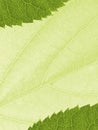 Template with leaf texture Royalty Free Stock Photo