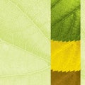 Template with leaf texture Royalty Free Stock Photo