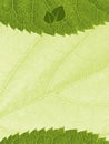 Template with leaf texture Royalty Free Stock Photo