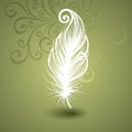 Template with Peerless Feather in Ornate Background