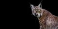 Template of a lynx on black background