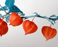 Template with ripe red physalis flowers Royalty Free Stock Photo