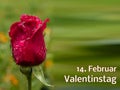 Template Rose 14.February Valentine`s Day in German