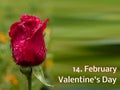 Template Rose 14.February Valentine`s Day