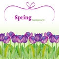 Template with spring flowers (tulips) with watercolor texture on a white background.