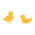 Two Cute Ducklings Royalty Free Stock Photo