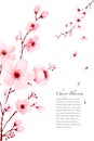 Template watercolor sakura branches hand painted on white background