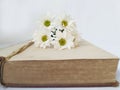 Template white flower on opened white book space for the text on old background Royalty Free Stock Photo