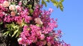 Blossoming Pink Violet Orchid With Blue Sky Royalty Free Stock Photo