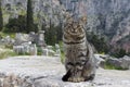 The Temple of Apollo in Delphi Royalty Free Stock Photo