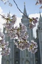 The temple behind the pink blooms