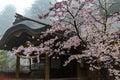 Temple Cherry Blossoms