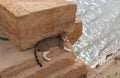 A Cat Reclines Near the Nile River, Philae Temple Complex, Aswan, Egypt