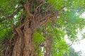 An ancient tree over 300 years old in Beijing`s temple of Confucius