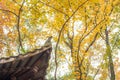 Closeup of Chinese temple eaves Royalty Free Stock Photo