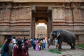 Temple Elephant in India